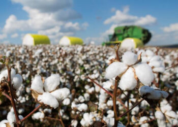 Empresário anuncia 1ª indústria de processamento de caroço de algodão no Tocantins