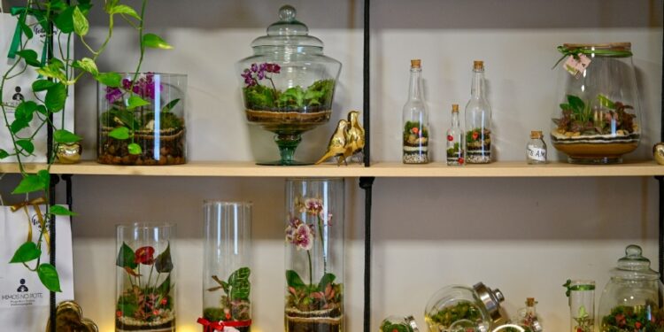 Mimos No Pote: Engenheira ambiental transforma hobby em negócio e vende terrários pelo Instagram
