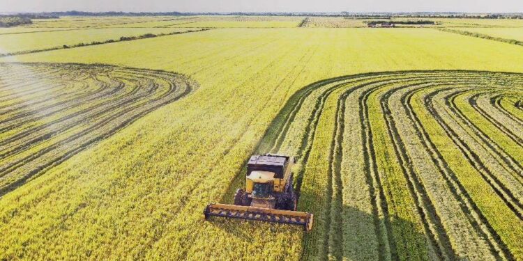 Feira debate cenário atual da produção e comercialização de arroz no Tocantins