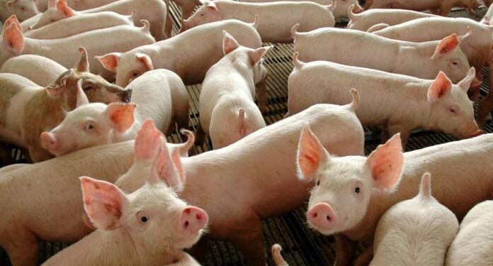 Grupo Canossa tem pedido de recuperação judicial de R$ 18 milhões acatado