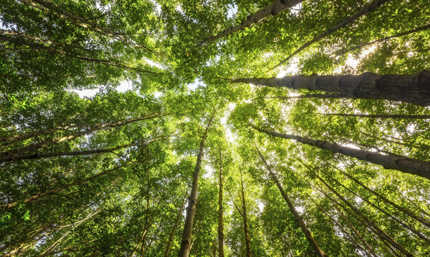 Instituto Bancorbrás e Fundação SOS Mata Atlântica completam 10 anos de parceria