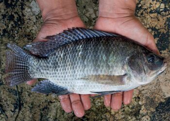 MS deve alcançar ‘top cinco’ de maiores produtores de peixe do Brasil