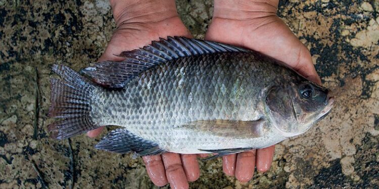 MS deve alcançar ‘top cinco’ de maiores produtores de peixe do Brasil
