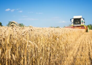Mesmo com queda, IBGE estima safra recorde para este ano