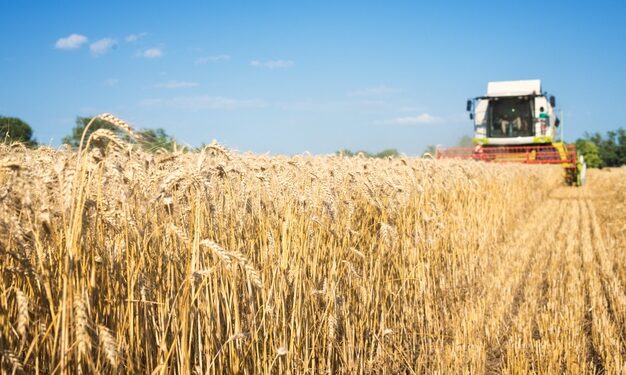 Mesmo com queda, IBGE estima safra recorde para este ano