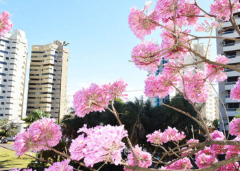 Tree City of The World: Campo Grande recebe título internacional pela segunda vez