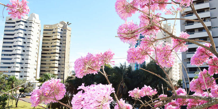 Tree City of The World: Campo Grande recebe título internacional pela segunda vez