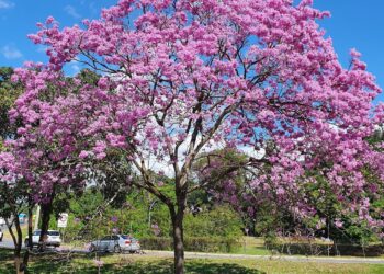 Época dos ipês: bióloga cria app que mapeia as árvores em Brasília