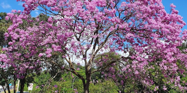Época dos ipês: bióloga cria app que mapeia as árvores em Brasília