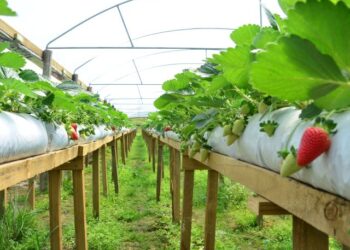 Estudo confirma viabilidade do cultivo de morango hidropônico no Distrito Federal