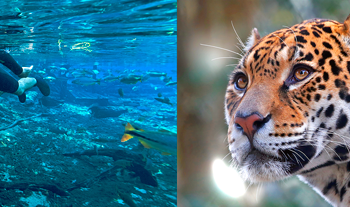 Fundtur divulga calendário de eventos para promoção do turismo em MS