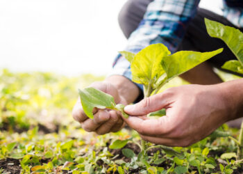 Parceria celebrada no Dia do Agricultor serve de incentivo para produção local