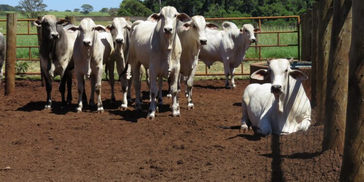 Rentabilidade no confinamento ainda pode ser positiva, aponta Cepea