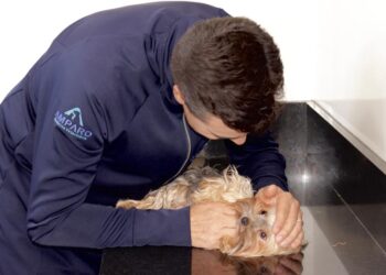 Hospital Amparo, veterinário com emergência 24h, chega à capital federal