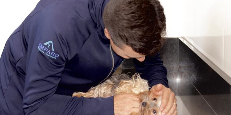 Hospital Amparo, veterinário com emergência 24h, chega à capital federal