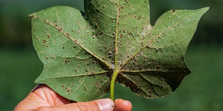 Scheffer e Embrapa firmam parceria para desenvolvimento de novos produtos biológicos