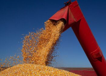 Valor da Produção Agropecuária é estimado em R$ 1 trilhão