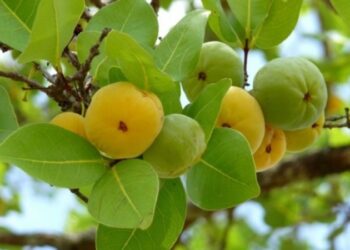 Cozinha do Cerrado: novo programa apresenta produtos locais