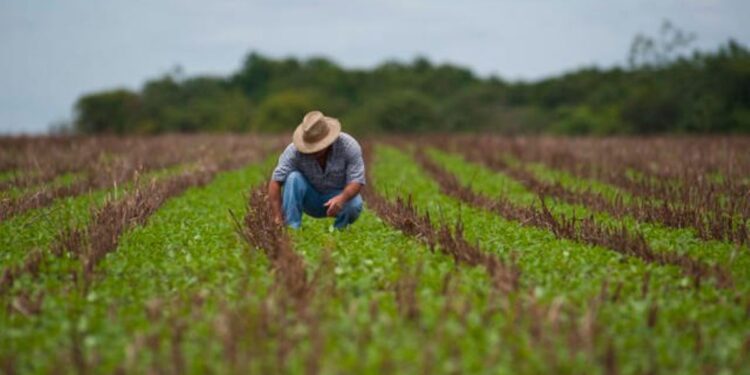Mato Grosso: um Estado com grandes perspectivas na agronomia