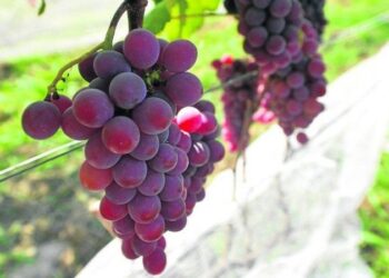 Napa Valley do Cerrado: DF tem 34 propriedades voltadas para produção de uvas
