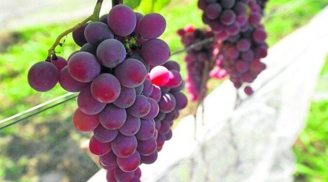 Napa Valley do Cerrado: DF tem 34 propriedades voltadas para produção de uvas