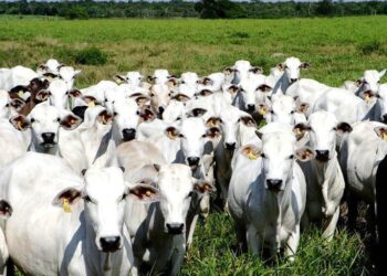 Sindicato alerta sobre possível fechamento dos frigoríficos de Mato Grosso