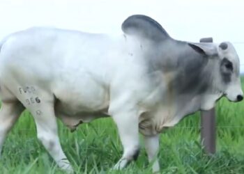 Touro de MT é valorizado em mais de R$ 900 mil em leilão virtual