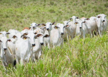 Em Goiás, VBP da Agropecuária deve crescer 11,4% em 2021
