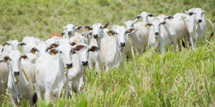 Em Goiás, VBP da Agropecuária deve crescer 11,4% em 2021