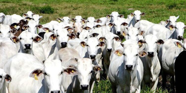 R$ 1,1 trilhão: soja, milho e carne bovina puxam valor da produção agropecuária