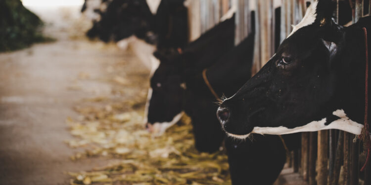 Rebanho bovino goiano cresce 3,5% em 2020, aponta IBGE