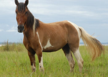Tocantins cria ‘passaporte equestre’ para participação de animais em eventos