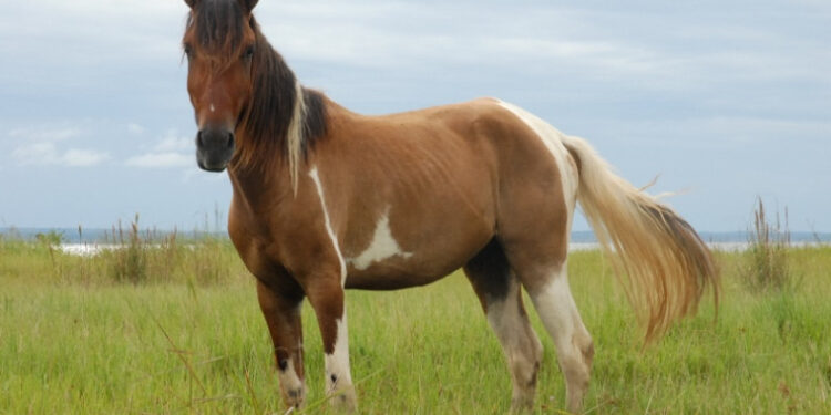 Tocantins cria ‘passaporte equestre’ para participação de animais em eventos
