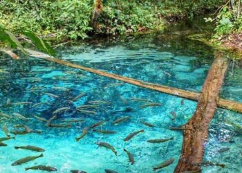 Turismo volta a apresentar bons resultados em Mato Grosso