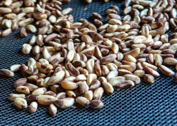 Iniciativa Brasil e Alemanha seleciona projetos de bioeconomia em quatro estados