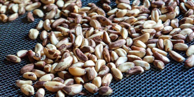 Iniciativa Brasil e Alemanha seleciona projetos de bioeconomia em quatro estados