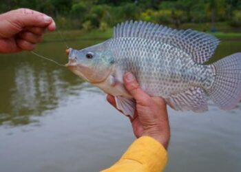 Mato Grosso do Sul é líder na exportação de tilápia no 3º trimestre