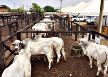 Pró-Genética leva para Anápolis (GO) novidades em qualidade do rebanho bovino