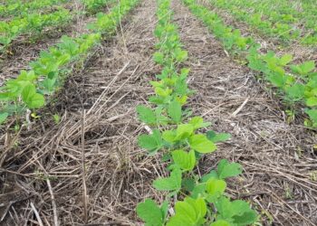 Distribuição das chuvas favorece semeadura da safra em Mato Grosso