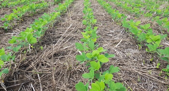 Distribuição das chuvas favorece semeadura da safra em Mato Grosso