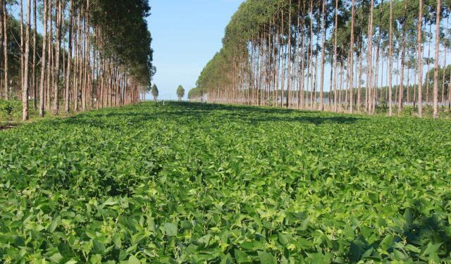 CPR-Verde: um caminho brasileiro para a efetividade na redução de carbono