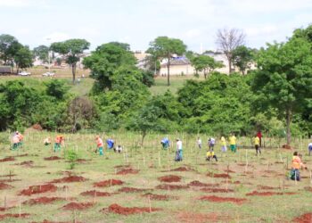 MRV doa 5 mil mudas de espécies nativas do cerrado para Goiânia