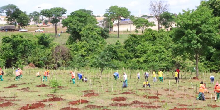 MRV doa 5 mil mudas de espécies nativas do cerrado para Goiânia