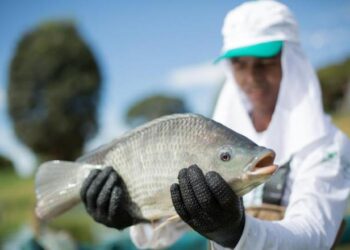 Mato Grosso do Sul é responsável por 30% da produção de tilápia do Brasil