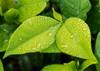 Primavera chuvosa favorece os cultivos na região centro-norte