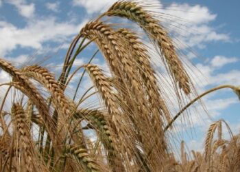 Triticale: Centro-Oeste tem indicativo de nova cultura
