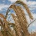 Triticale: Centro-Oeste tem indicativo de nova cultura