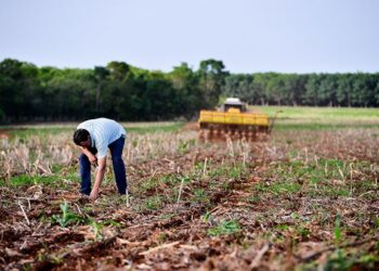 Área de soja convencional deve crescer na safra 2022/23 em Mato Grosso