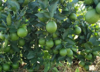 Chile abre mercado para limão tahiti produzido no Tocantins e impulsiona fruticultura
