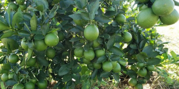 Chile abre mercado para limão tahiti produzido no Tocantins e impulsiona fruticultura